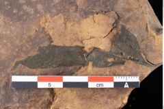 Foto (Detailansicht) von Rhytisma pythii Ettingshausen (NHMW-GEO-2024-0188-0078)